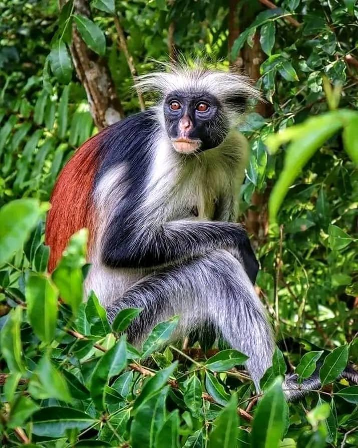 Tarangire & Manyara Combo